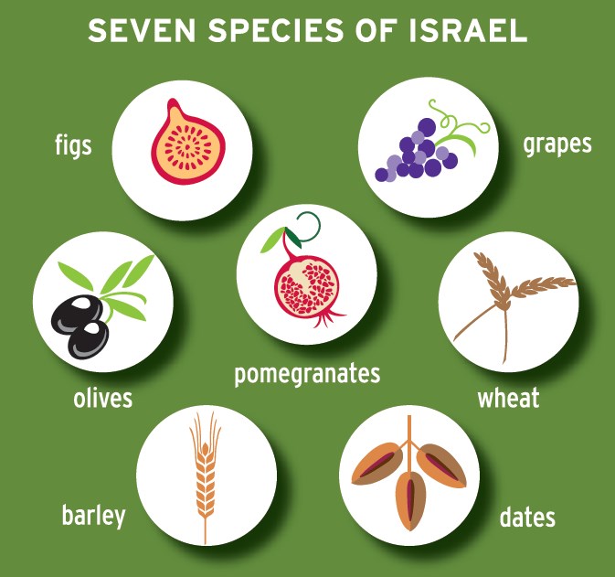 Image result for tu b'shevat images